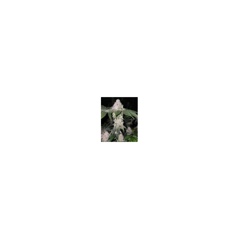 Wrank S1 Femminizzata - Ethos Genetics