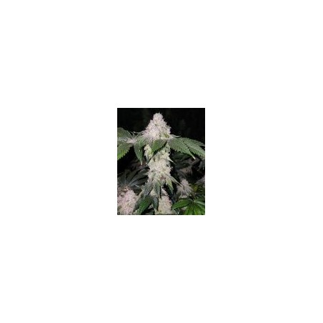 Wrank S1 Femminizzata - Ethos Genetics