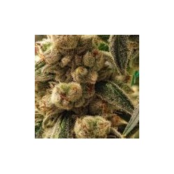 Pluto Cookies IBL Auto Autofiorente - Ethos Genetics