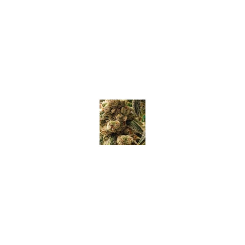 Pluto Cookies IBL Auto Autofiorente - Ethos Genetics