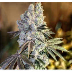 Gen 1 Duet Mix Pack Fast Fast Flowering - Ethos Genetics