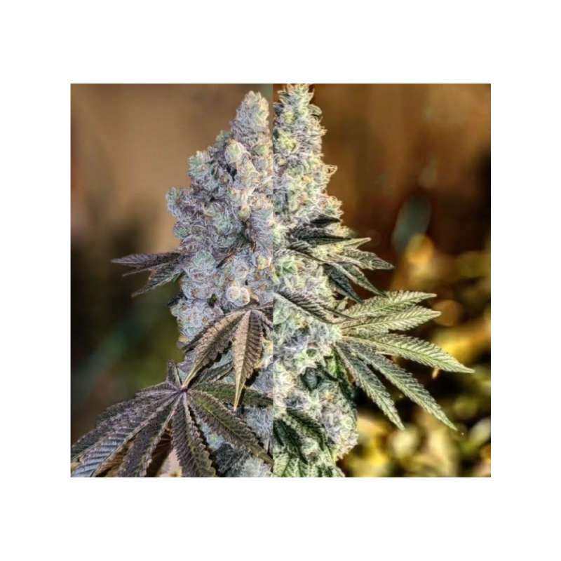Gen 1 Duet Mix Pack Fast Fast Flowering - Ethos Genetics