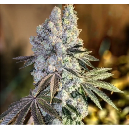 Gen 1 Duet Mix Pack Fast Fast Flowering - Ethos Genetics