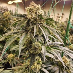 Dirty Banana Gen 1 Fast Fast Flowering - Ethos Genetics
