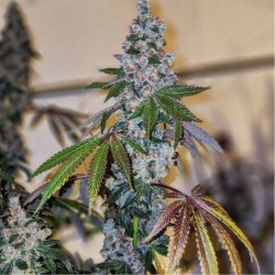Cherry Pie OG S1 Femminizzata - Ethos Genetics