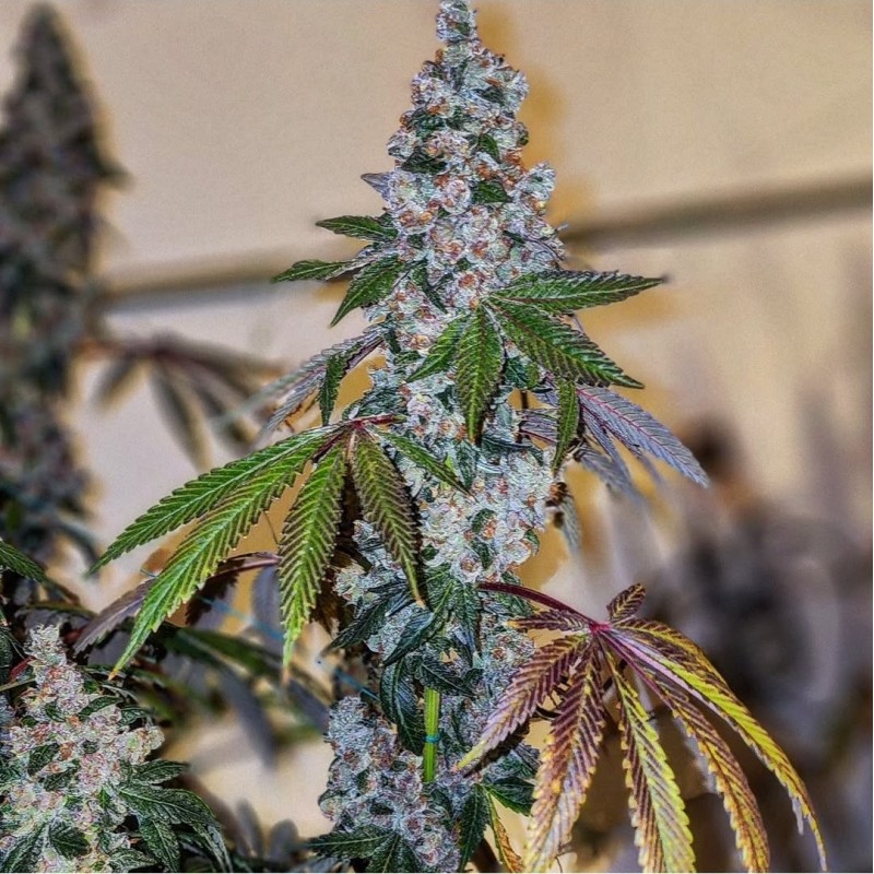 Cherry Pie OG S1 Femminizzata - Ethos Genetics