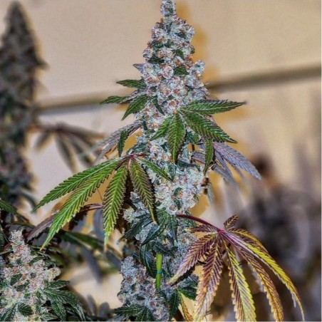 Cherry Pie OG S1 Femminizzata - Ethos Genetics