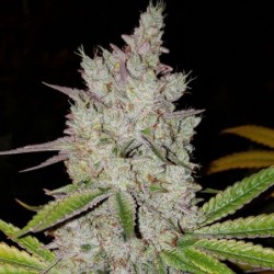 Lilac Diesel RBX2 Auto Autofiorente - Ethos Genetics