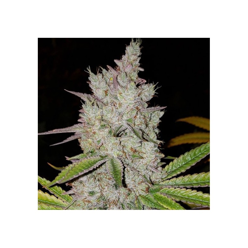 Lilac Diesel RBX2 Auto Autofiorente - Ethos Genetics