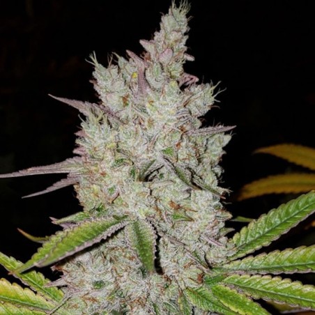 Lilac Diesel RBX2 Auto Autofiorente - Ethos Genetics
