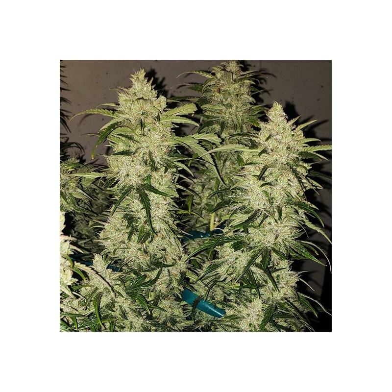 Zweet RBX2 Auto Autofiorente - Ethos Genetics