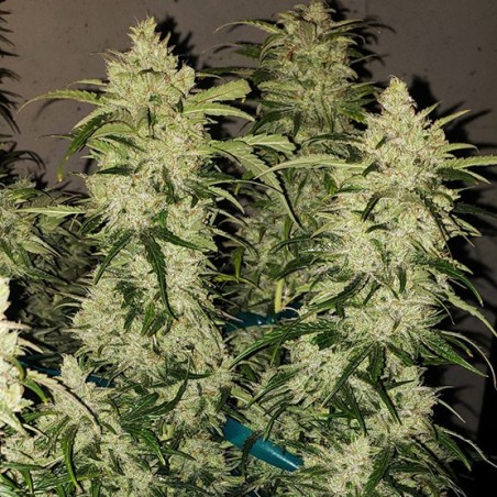 Zweet RBX2 Auto Autofiorente - Ethos Genetics
