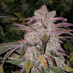 Purple Thai RBX1 Auto Autofiorente - Ethos Genetics