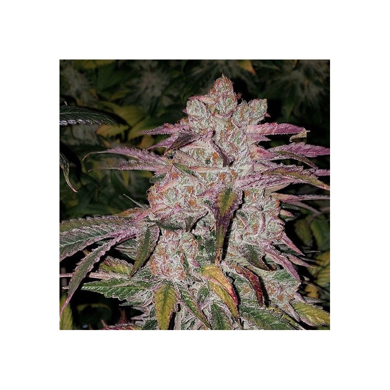 Purple Thai RBX1 Auto Autofiorente - Ethos Genetics