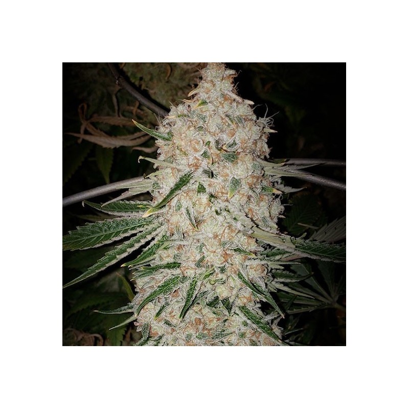 Pluto Cut RF3 Auto Autofiorente - Ethos Genetics