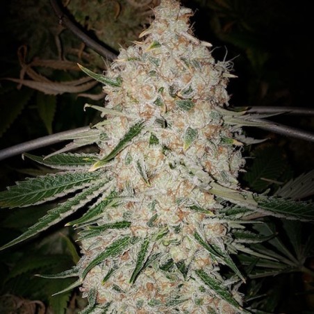 Pluto Cut RF3 Auto Autofiorente - Ethos Genetics
