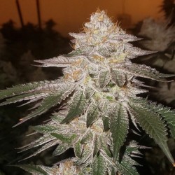 Pina RBX2 Auto Autofiorente - Ethos Genetics