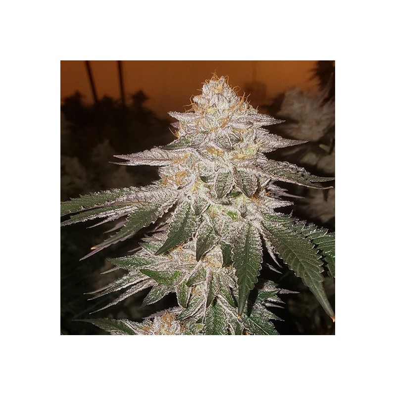 Pina RBX2 Auto Autofiorente - Ethos Genetics