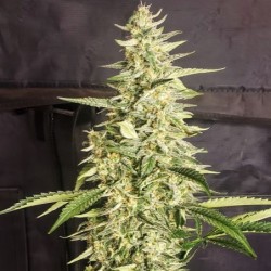 Inzane Auto Autofiorente - Ethos Genetics