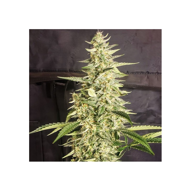 Inzane Auto Autofiorente - Ethos Genetics