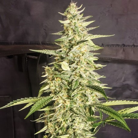 Inzane Auto Autofiorente - Ethos Genetics