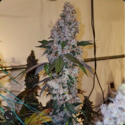 Liquer R1 Femminizzata - Ethos Genetics