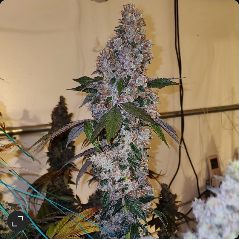 Liquer R1 Femminizzata - Ethos Genetics