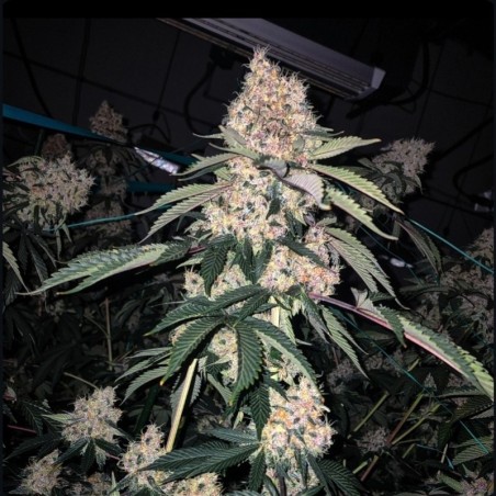 Lemon Whhip Haze IBL Femminizzata - Ethos Genetics