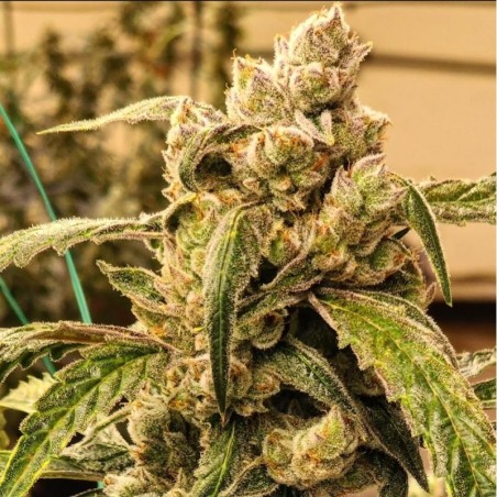 Banana Jealousy IBL Auto Autofiorente - Ethos Genetics