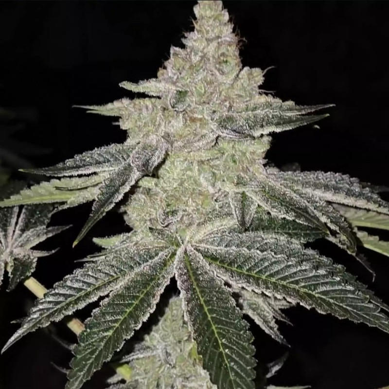 Chama R1 Femminizzata - Ethos Genetics