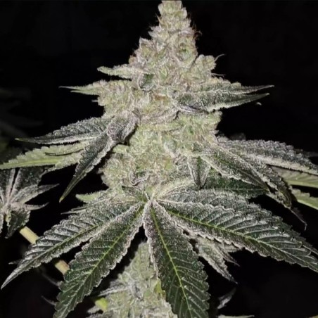 Chama R1 Femminizzata - Ethos Genetics
