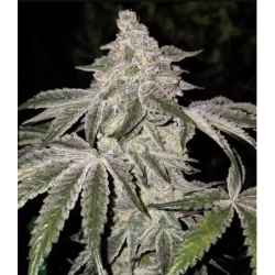 Atomic Leisure R1 Femminizzata - Ethos Genetics