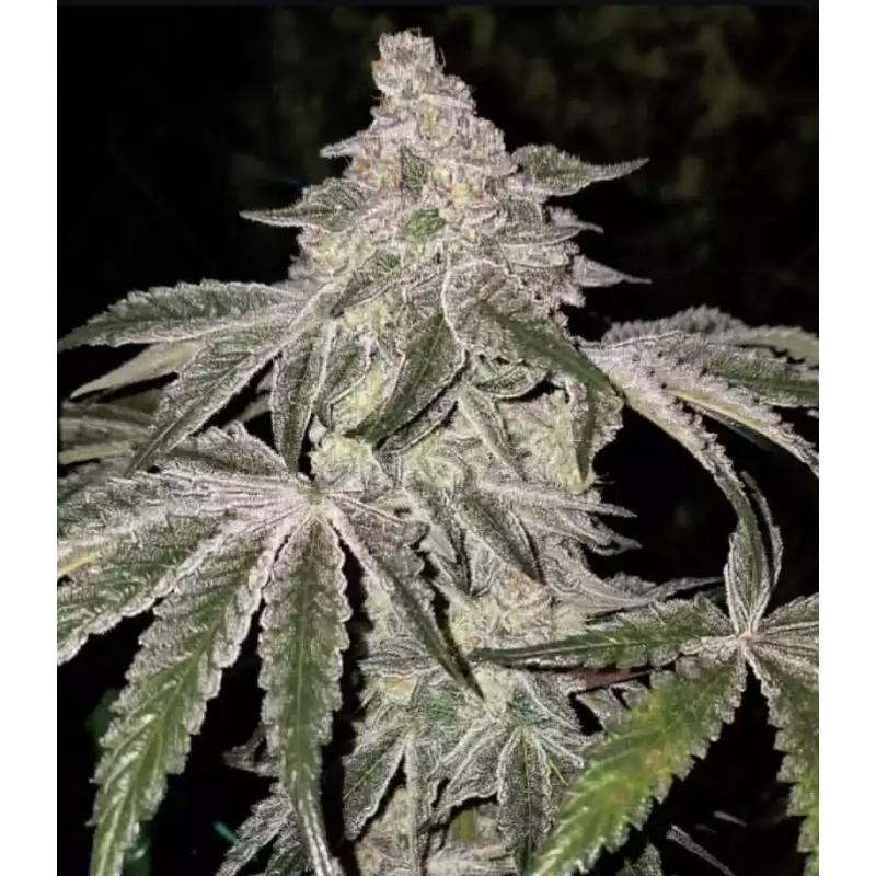 Atomic Leisure R1 Femminizzata - Ethos Genetics