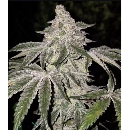 Atomic Leisure R1 Femminizzata - Ethos Genetics