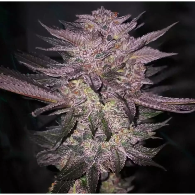 Atomic Fuego R1 Femminizzata - Ethos Genetics