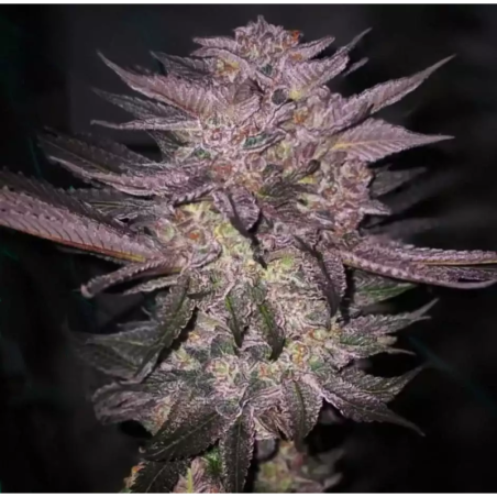 Atomic Fuego R1 Femminizzata - Ethos Genetics