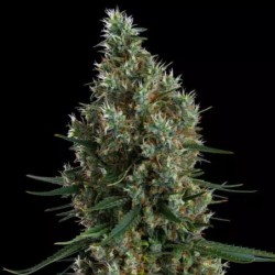 Zweet Inzanity RBX Femminizzata - Ethos Genetics
