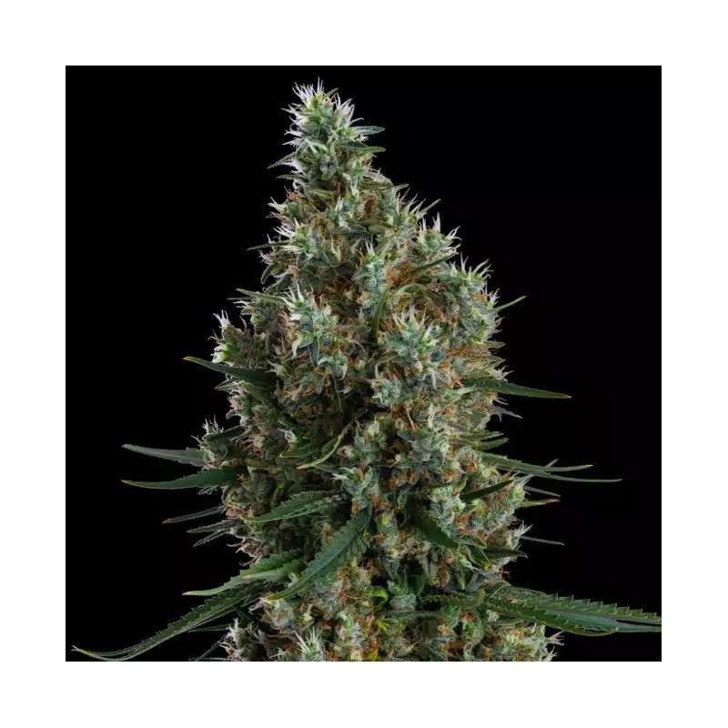 Zweet Inzanity RBX Femminizzata - Ethos Genetics