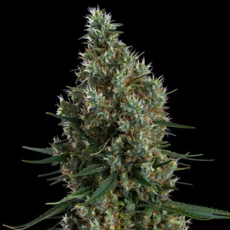 Zweet Inzanity RBX Femminizzata - Ethos Genetics
