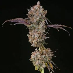 XXX Femminizzata - Ethos Genetics