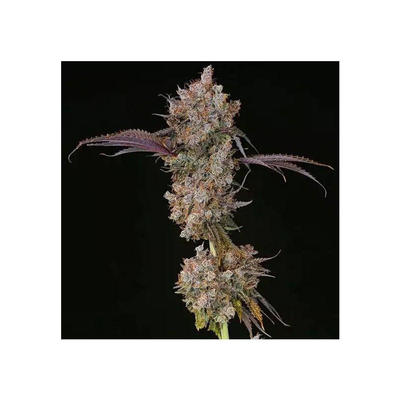XXX Femminizzata - Ethos Genetics