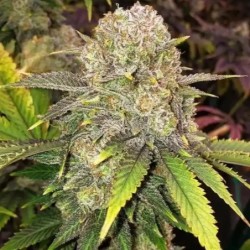 Master Kush RBX Femminizzata - Ethos Genetics