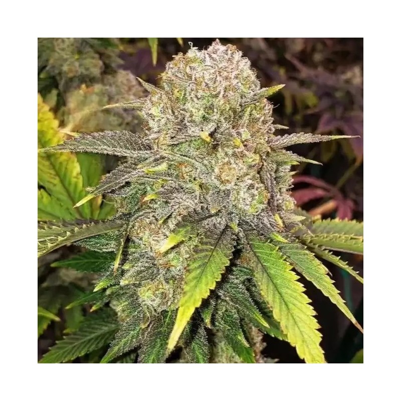 Master Kush RBX Femminizzata - Ethos Genetics