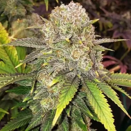 Master Kush RBX Femminizzata - Ethos Genetics