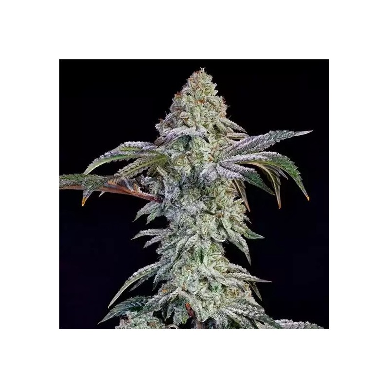 Grandpa's Cookies 6 S1 Femminizzata - Ethos Genetics