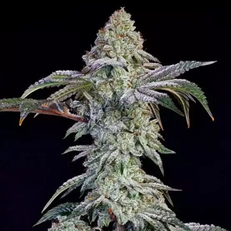 Grandpa's Cookies 6 S1 Femminizzata - Ethos Genetics