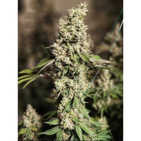 Z Cut RBX2 Femminizzata - Ethos Genetics