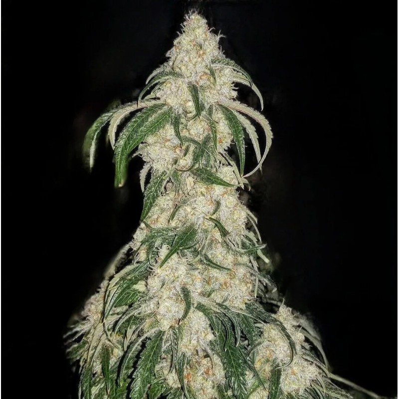 Big Fat N' Fruity Femminizzata - Ethos Genetics