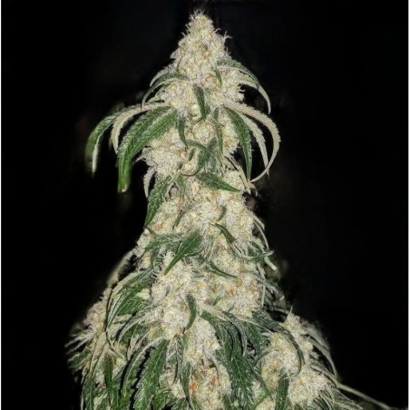 Big Fat N' Fruity Femminizzata - Ethos Genetics