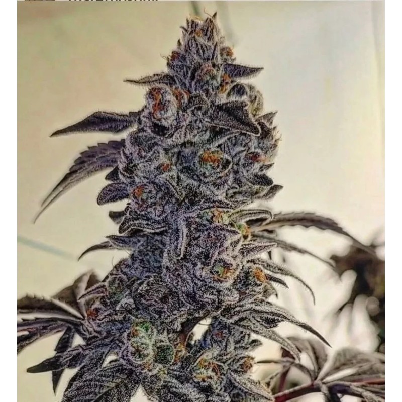 Fuego'z R1 Femminizzata - Ethos Genetics